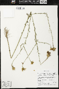 Adenophyllum porophyllum var. cancellatum image