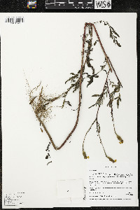 Tagetes erecta image