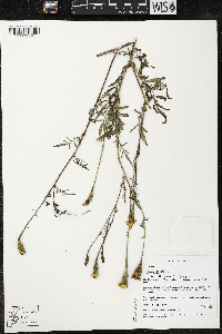 Tagetes erecta image