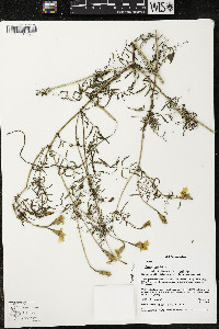 Tagetes erecta image