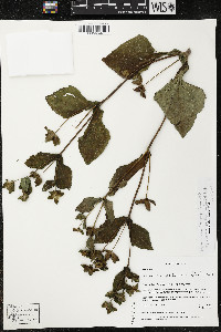 Melampodium perfoliatum image