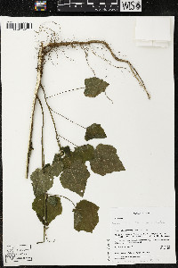 Kearnemalvastrum subtriflorum image