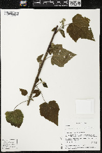 Kearnemalvastrum subtriflorum image