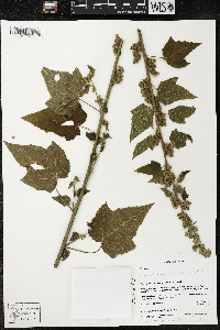 Kearnemalvastrum subtriflorum image