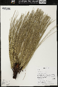 Pinus devoniana image