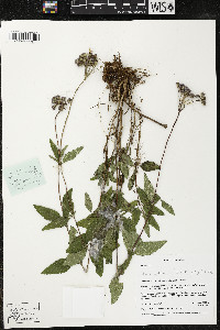 Jaliscoa goldmanii image