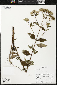 Stevia micrantha image