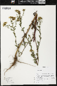 Grindelia subdecurrens image