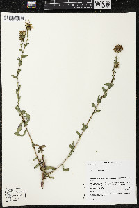 Grindelia subdecurrens image