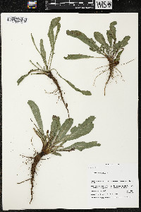 Grindelia subdecurrens image