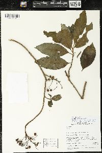 Parathesis villosa image