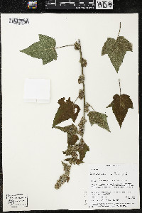 Kearnemalvastrum subtriflorum image