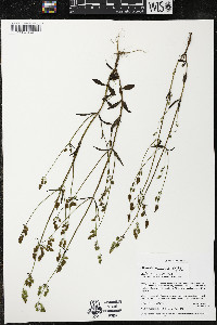 Halenia brevicornis image