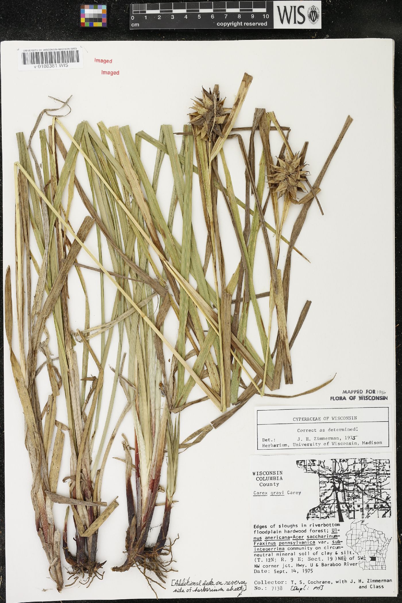 Carex grayi image