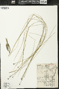 Eriocaulon aquaticum image