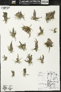 Eriocaulon aquaticum image