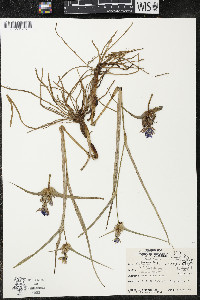 Tradescantia ohiensis image