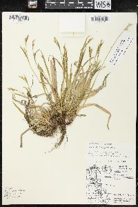 Carex leptonervia image