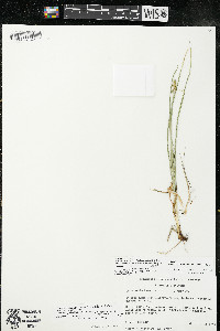 Carex muehlenbergii var. enervis image