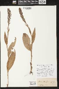 Platanthera flava var. herbiola image