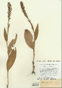 Platanthera flava image