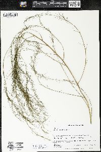 Asparagus officinalis image