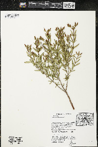 Hypericum kalmianum image