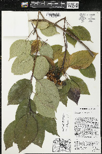 Cornus drummondii image