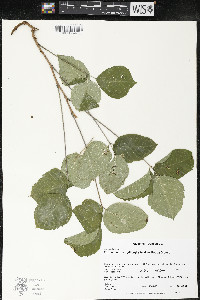 Toxicodendron rydbergii image