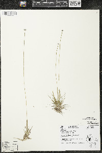 Eriocaulon aquaticum image