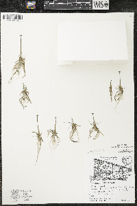 Eriocaulon aquaticum image