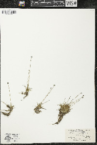 Eriocaulon aquaticum image