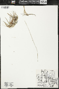 Eriocaulon aquaticum image