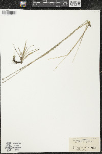 Eriocaulon aquaticum image