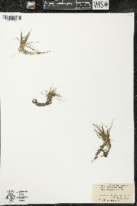 Eriocaulon aquaticum image