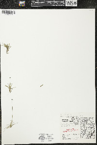 Eriocaulon aquaticum image