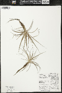 Eriocaulon aquaticum image