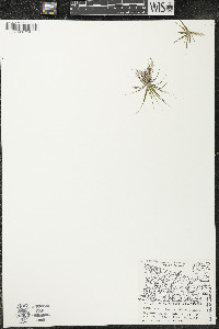 Eriocaulon aquaticum image