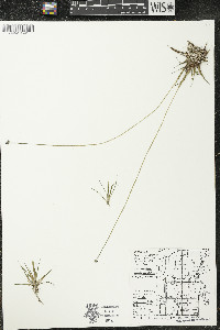 Eriocaulon aquaticum image