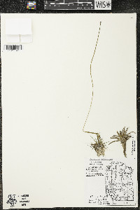 Eriocaulon aquaticum image