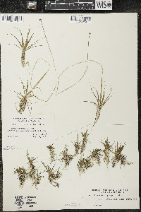 Eriocaulon aquaticum image