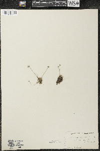Eriocaulon aquaticum image