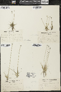 Eriocaulon aquaticum image