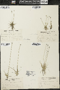 Eriocaulon aquaticum image