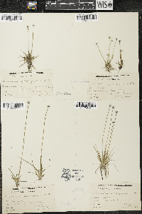 Eriocaulon aquaticum image