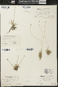 Eriocaulon aquaticum image