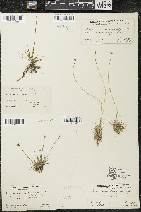 Eriocaulon aquaticum image