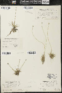 Eriocaulon aquaticum image