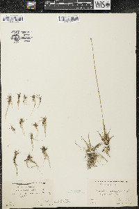 Eriocaulon aquaticum image