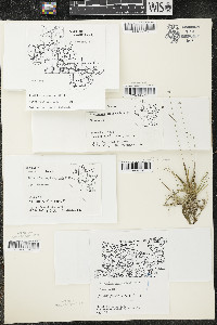 Eriocaulon aquaticum image